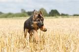 BERGER ALLEMAND 303